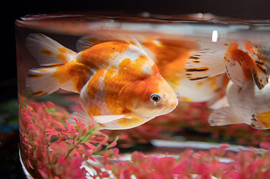 米級錦鯉需要多大錦鯉池養_一米魚缸養幾條錦鯉魚好_米鯉魚錦魚缸養條好嗎視頻