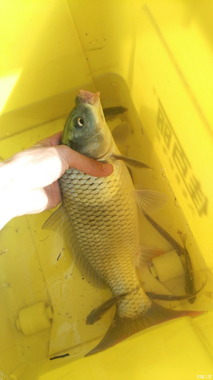 野釣鯽魚釣位選擇_野釣鯽魚如何選釣位_釣鯽魚什么位置好