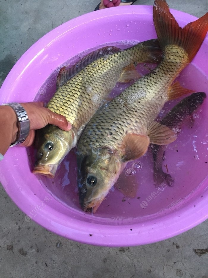 野釣打窩三大忌_釣魚不準打窩_野釣打不打窩