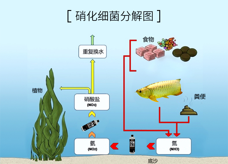 魚缸水體渾濁怎么辦_原因魚缸渾濁方案解決水質問題_魚缸水渾濁原因和解決方案
