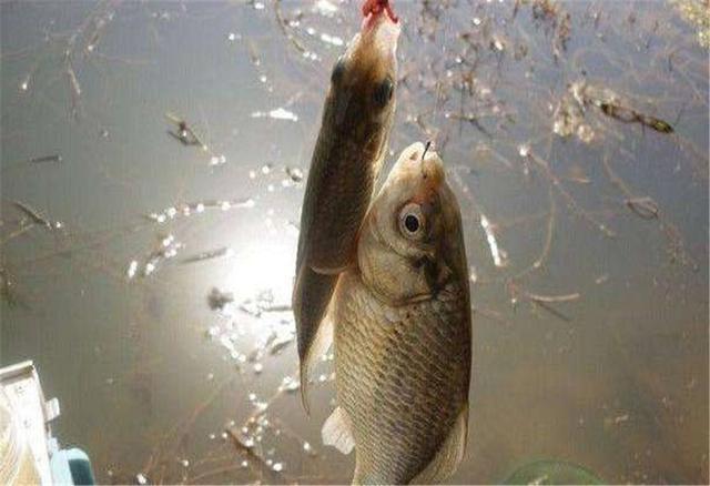 深秋垂釣鯽魚_深秋鯽魚釣法_深秋野釣鯽魚技巧