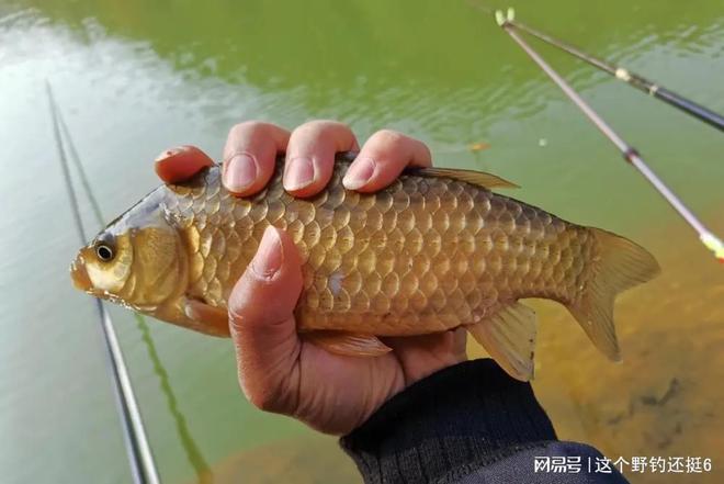 深秋鯽魚釣法_深秋垂釣鯽魚_深秋野釣鯽魚技巧