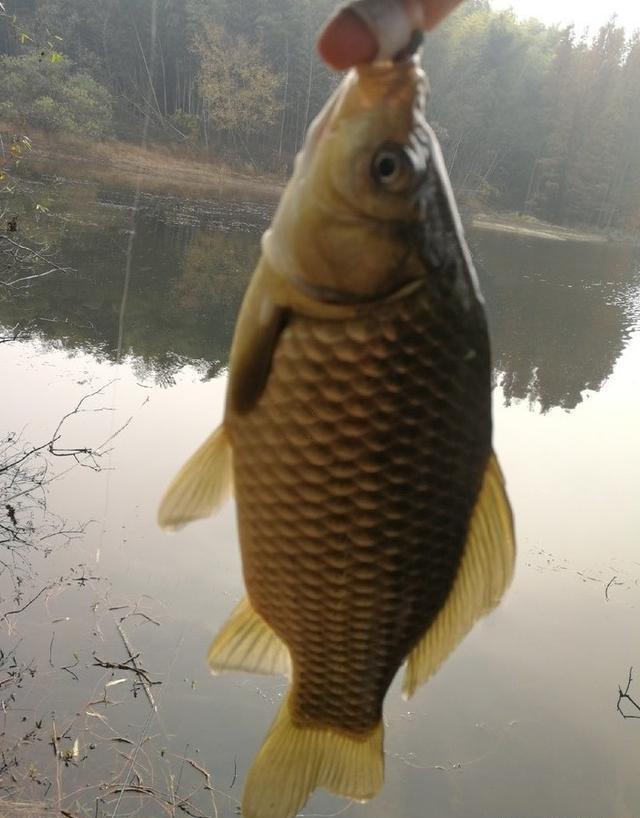 深秋垂釣鯽魚_深秋野釣鯽魚技巧_深秋鯽魚釣法