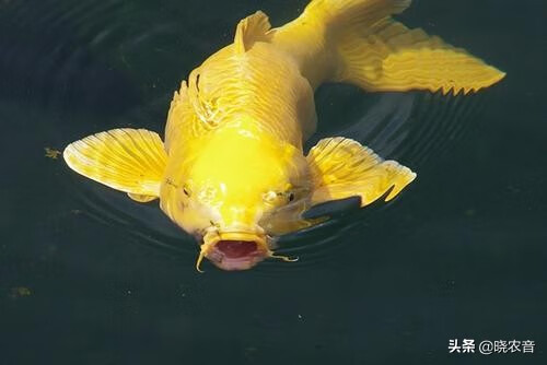 養魚老道談錦鯉魚飼養_錦鯉魚養幾條最好_鯉錦魚養幾條
