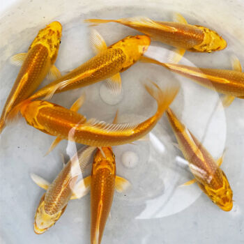 鯉錦魚養幾條_錦鯉魚養幾條最好_養魚老道談錦鯉魚飼養