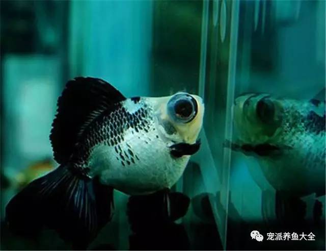 適合新手養的胎生魚_新手養魚_新手養魚養什么
