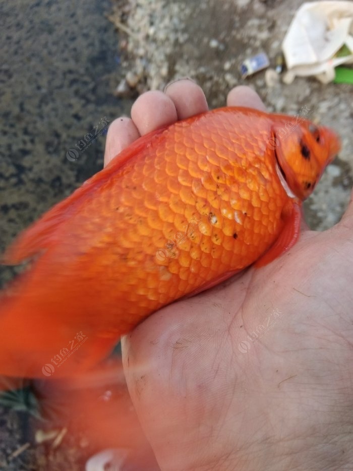 魚餌制作雞肝視頻_用雞肝做魚餌如何制作方法_雞肝魚餌制作