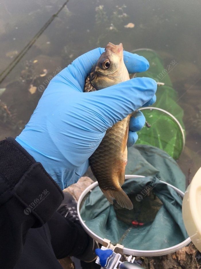 鯽魚技巧月份野釣怎么釣_野釣鯽魚的季節_10月份野釣鯽魚技巧