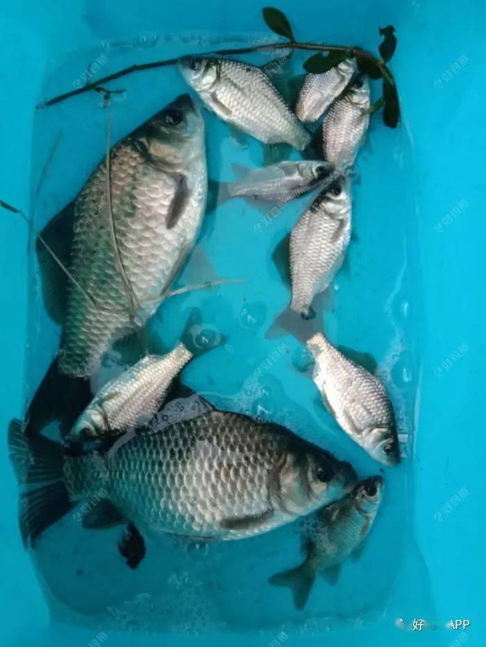 鯽魚技巧月份野釣怎么釣_野釣鯽魚的季節_10月份野釣鯽魚技巧