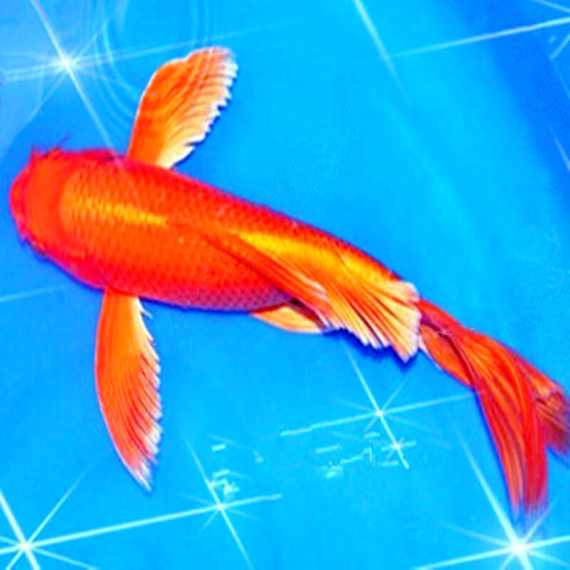 錦鯉魚壽命_錦鯉魚的壽命一般多少年_錦鯉壽命長