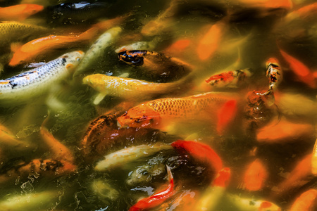 錦鯉魚飼料_sq錦鯉飼料_錦鯉魚飼料制作