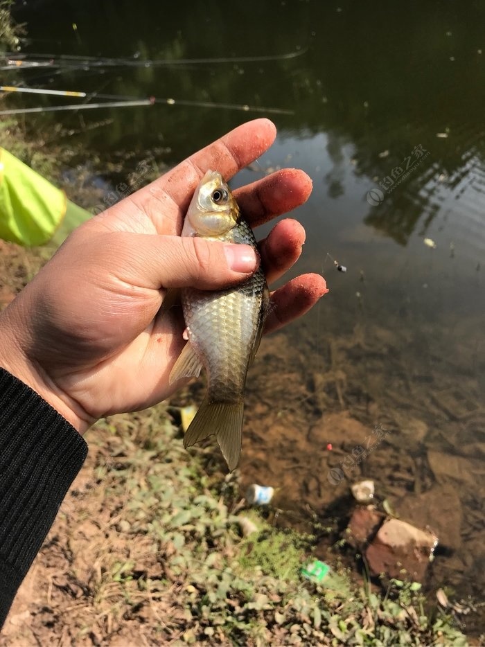 深秋野釣鯽魚技巧_深秋鯽魚釣法_深秋垂釣鯽魚