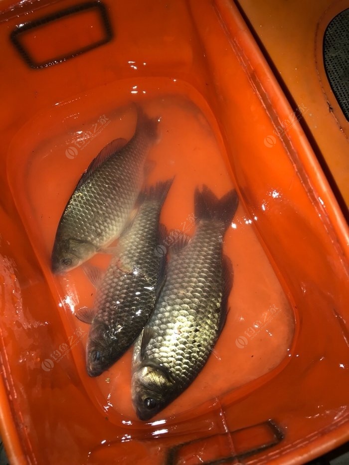 釣魚線綁魚竿一步一步視頻_釣魚線怎么綁在魚竿上_怎么綁線在魚竿上