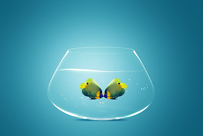 接吻魚叫什么名字_魚接吻是什么意思_接吻魚屬于什么魚