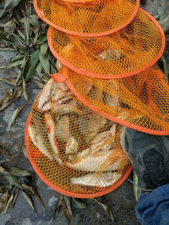 粉餌是什么意思_魚餌制作配粉_粉餌怎么調