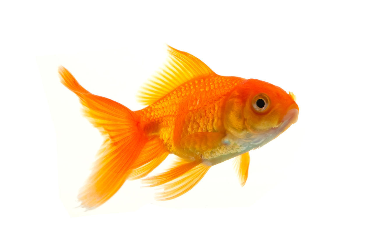 路亞魚竿調性_路亞l調性竿能打多重的餌_路亞魚竿調性是什么意思