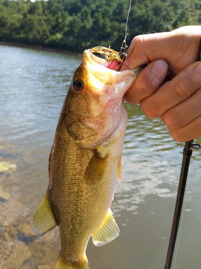 手竿釣淡水鱸魚的方法及技巧_釣淡水技巧鱸魚方法手竿圖片_釣淡水鱸魚的方法和技巧