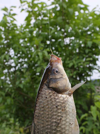 冬天夜釣鯽魚用什么餌料_冬季夜釣野釣鯽魚技巧_冬季夜釣鯽魚釣多深水