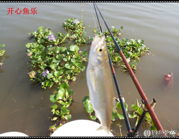 釣白條的魚餌_釣白條魚用什么餌料_釣白條餌料魚用多大的鉤