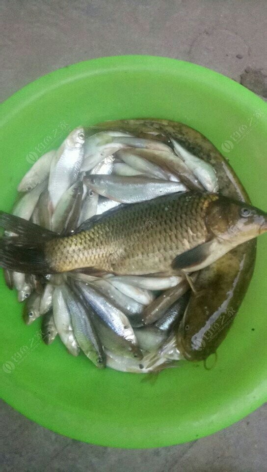 釣白條魚用什么餌料_釣白條的魚餌_釣白條餌料魚用多大的鉤