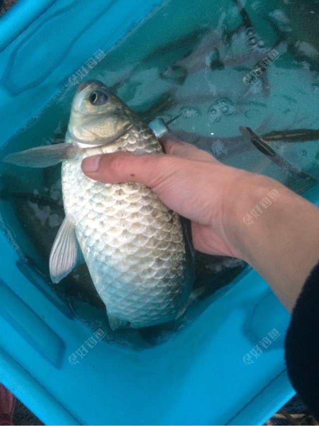 水庫釣魚視頻大全高清_水庫垂釣視頻直播_視頻水庫垂釣直播間