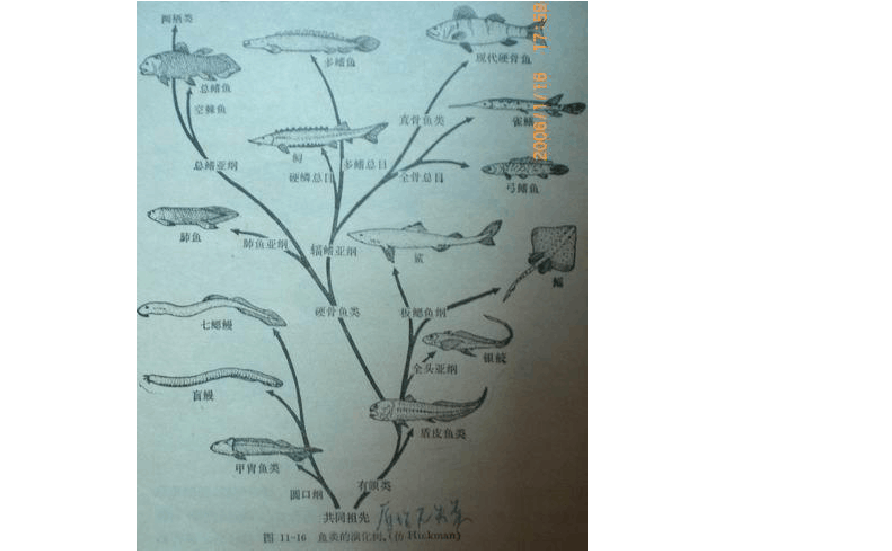 魚類的祖先_祖先是魚人_祖先是魚