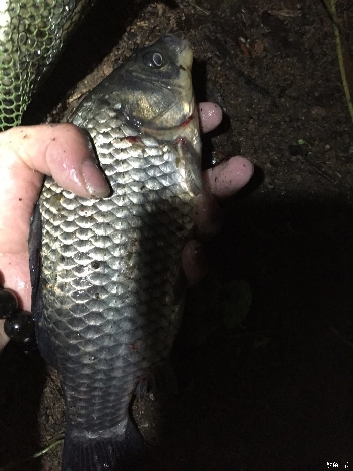 冬季夜釣野釣鯽魚技巧_冬季夜釣鯽魚釣多深水_冬天野釣夜釣鯽魚