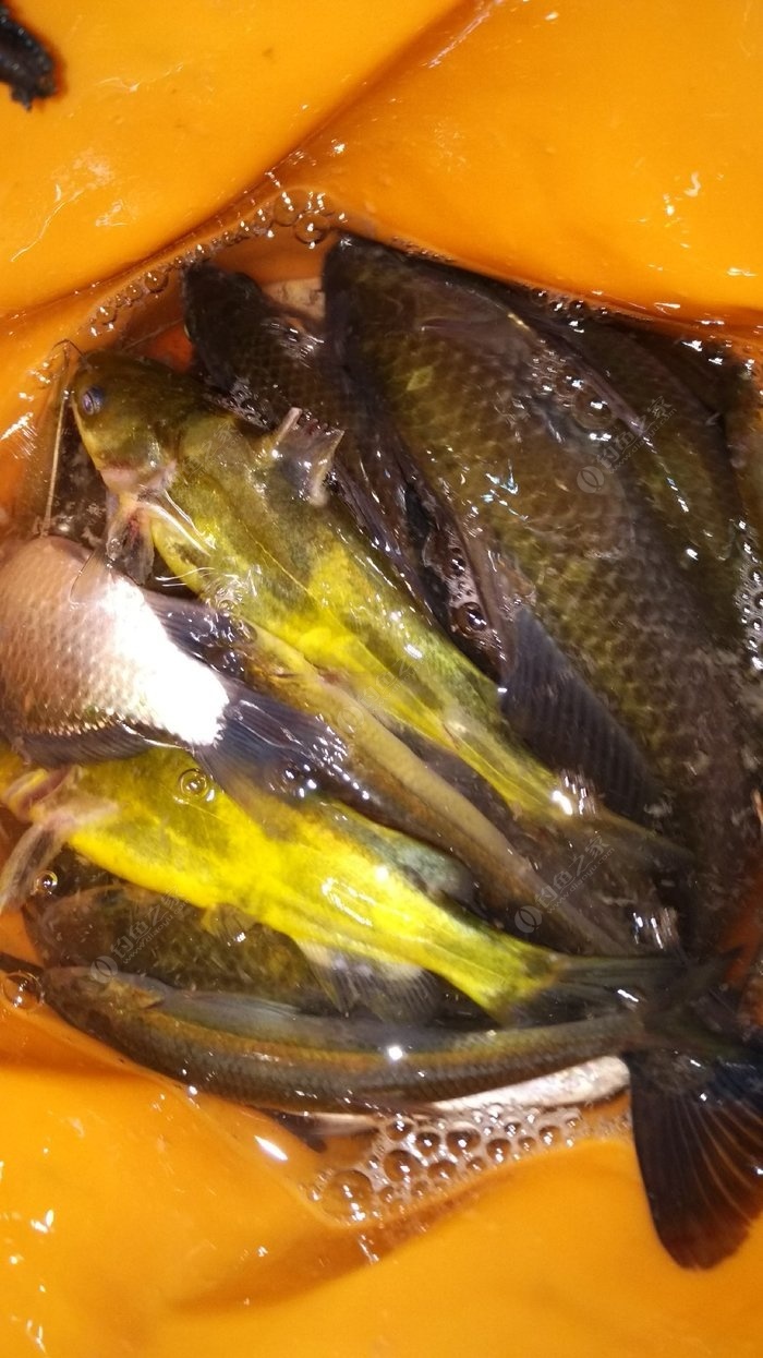 老鬼釣魚視頻激戰尾斗湖_老鬼釣魚視頻激戰尾斗湖_老鬼釣魚視頻激戰尾斗湖