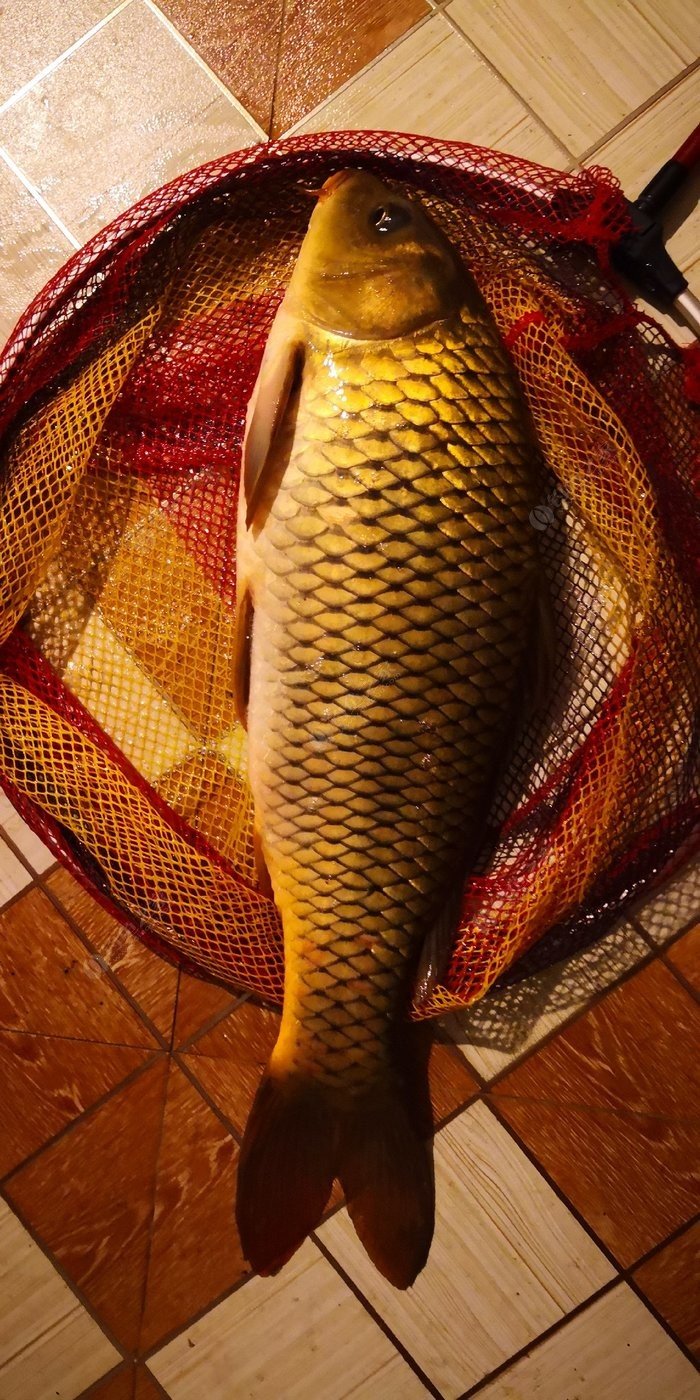 老鬼釣魚視頻激戰尾斗湖_老鬼釣魚視頻激戰尾斗湖_老鬼釣魚視頻激戰尾斗湖