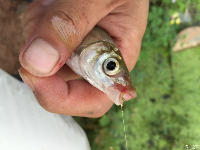 釣淡水技巧鱸魚方法手竿圖片_手竿釣淡水鱸魚的方法及技巧_釣淡水鱸魚的方法和技巧