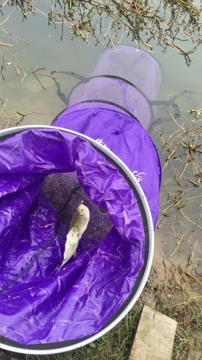 秋冬野釣鯽魚餌料配方_秋冬配方鯽魚餌料野釣用什么_秋冬配方鯽魚餌料野釣視頻