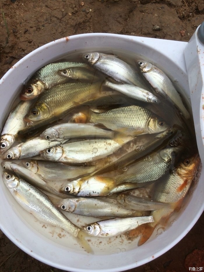 秋季釣鯽魚怎樣調漂視頻_秋季釣鯽魚技巧視頻_釣視頻秋季鯽魚技巧大全