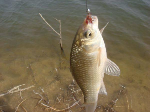釣視頻秋季鯽魚技巧大全_秋季釣鯽魚怎樣調漂視頻_秋季釣鯽魚技巧視頻