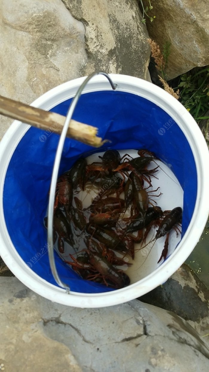 魚鉤號碼對應釣什么魚_釣大口魚用幾號千又鉤_釣魚鉤號數