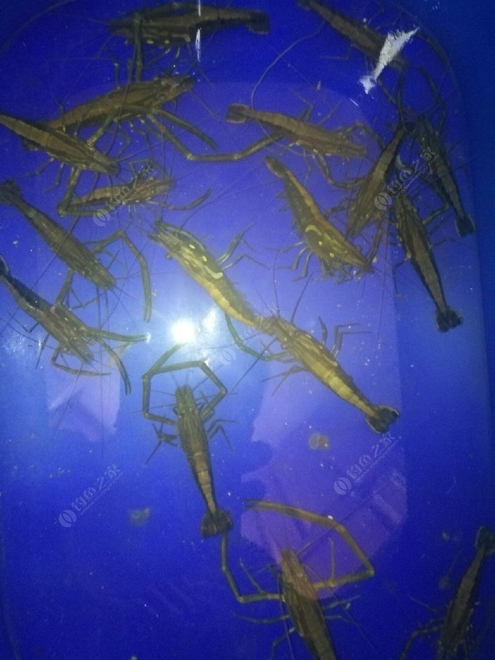 釣魚鉤號數_魚鉤號碼對應釣什么魚_釣大口魚用幾號千又鉤