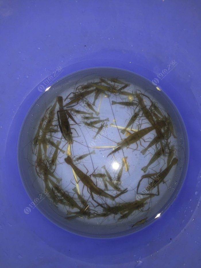 魚鉤號碼對應釣什么魚_釣魚鉤號數_釣大口魚用幾號千又鉤