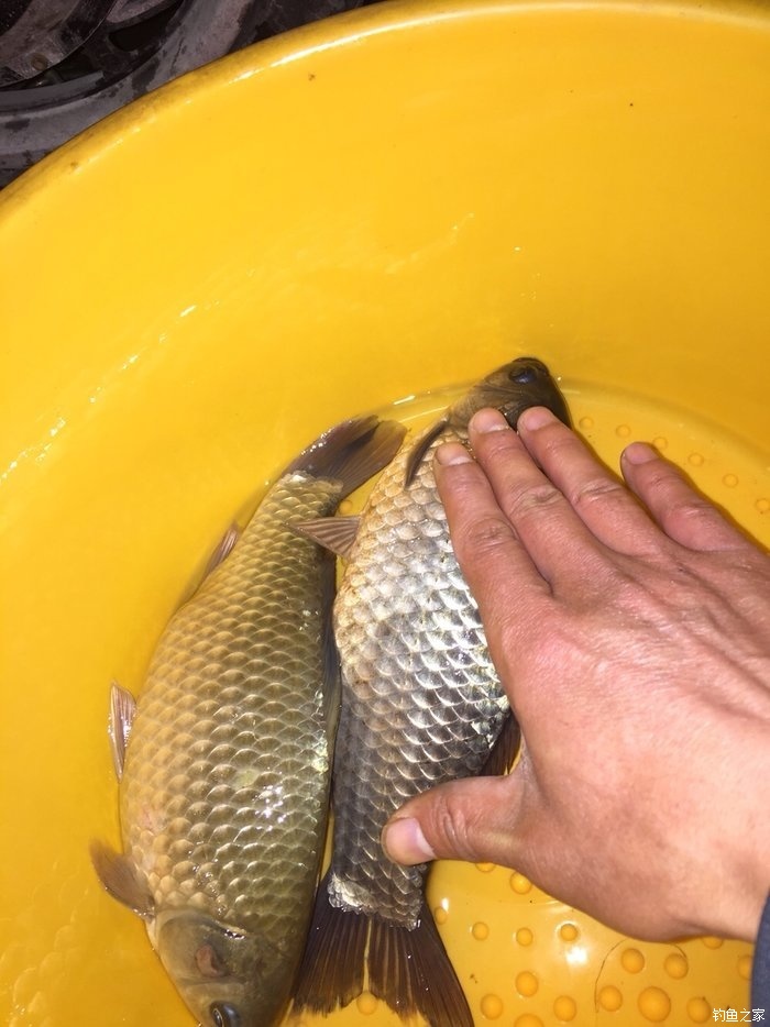 釣視頻秋季鯽魚技巧大全_秋季釣鯽魚技巧視頻_釣視頻秋季鯽魚技巧圖解