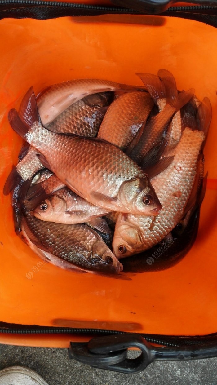 釣視頻秋季鯽魚技巧大全_釣視頻秋季鯽魚技巧圖解_秋季釣鯽魚技巧視頻
