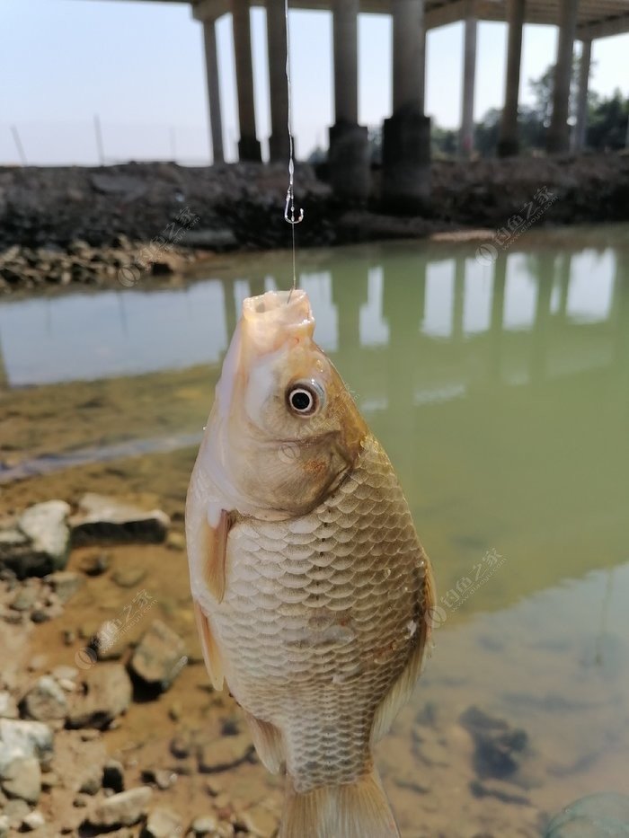 野釣大魚調幾釣幾_釣大魚調高釣低還是調低釣高_釣大魚是19調好還是28調好