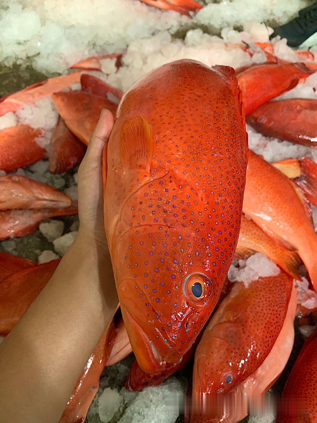 自制海釣餌料_秘制海釣魚餌配方_自制海釣魚餌