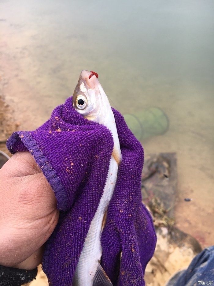 黑坑草魚窩料餌料最佳配法_黑坑釣草魚餌料配方大全_黑坑釣草魚窩料