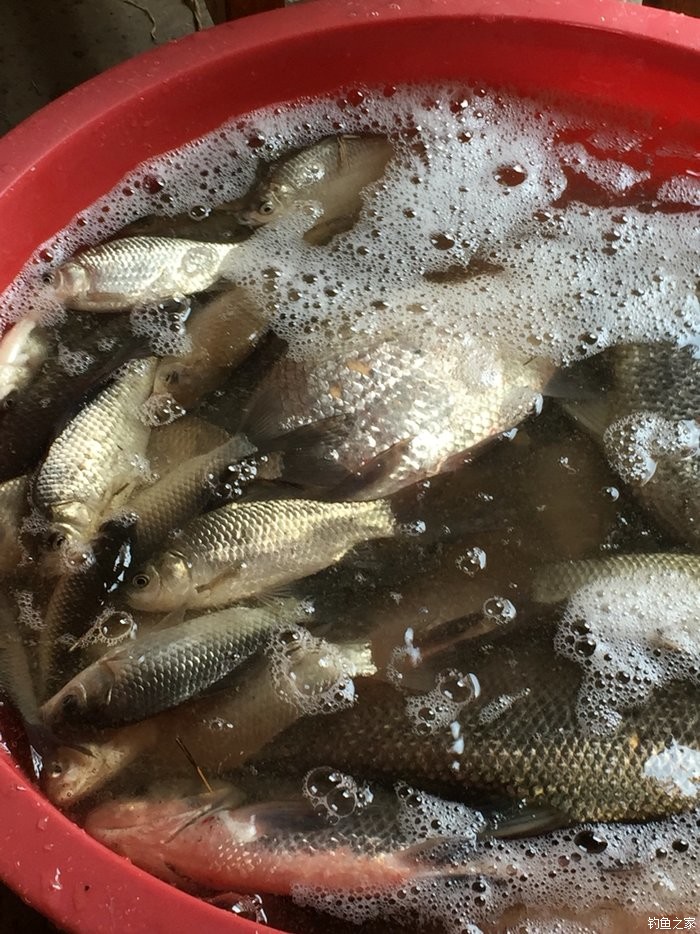 秋季釣鯽魚怎么避開小魚_秋季野釣如何避開小雜魚_秋季釣鯽魚技巧規避小雜魚