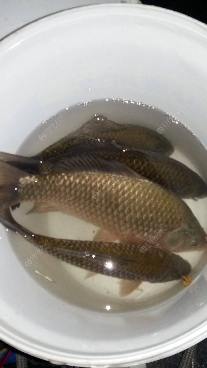 秋季釣鯽魚技巧規避小雜魚_秋季野釣如何避開小雜魚_秋季釣鯽魚怎么避開小魚