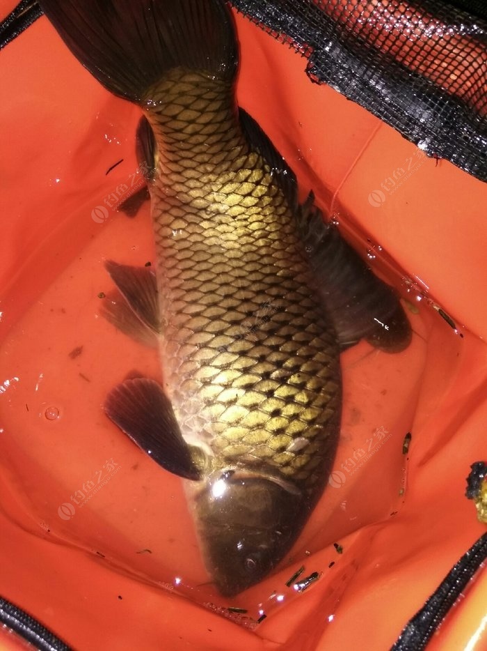 釣視頻秋季鯽魚講解技巧大全_秋季釣鯽魚技巧講解視頻_秋季野釣鯽魚視頻