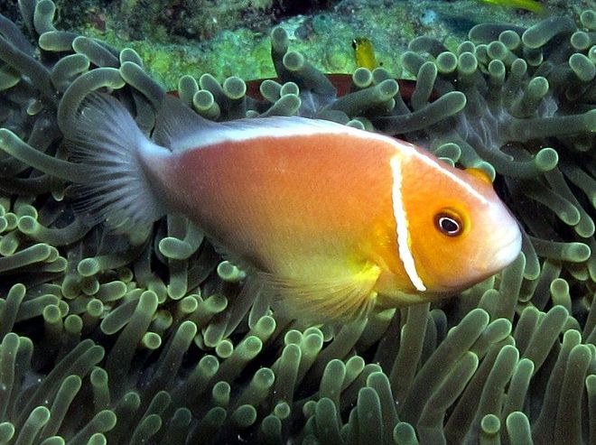 鼠魚算不算魚的數量_鼠魚屬于什么魚_鼠魚是什么魚