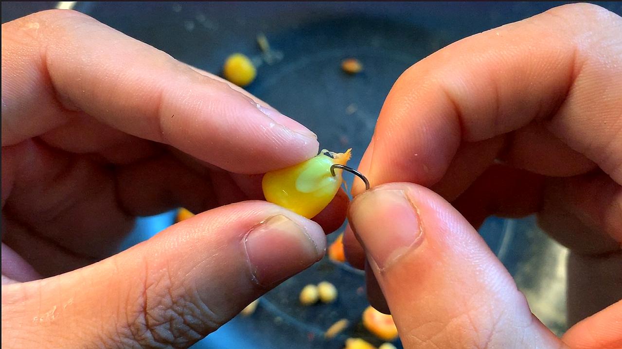 自己泡玉米釣草魚_泡玉米釣草魚餌料配方大全_玉米釣草魚怎么泡制