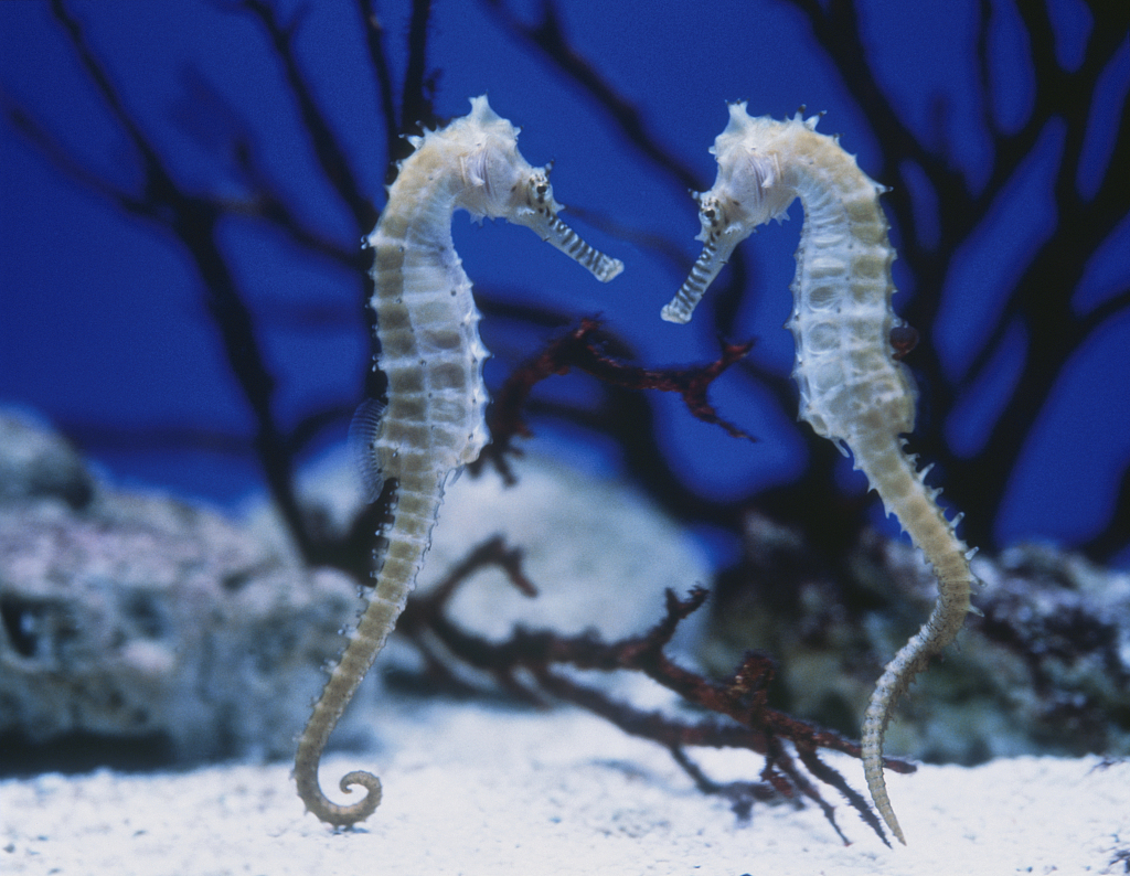 海馬算魚類嗎視頻_海馬是海洋魚嗎_海馬是海洋魚類嗎