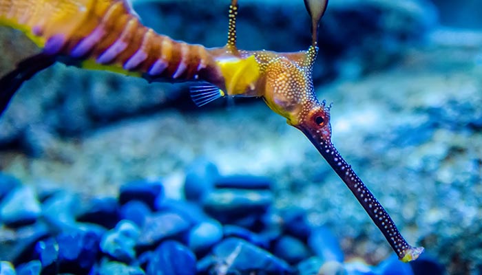 海馬算魚類嗎視頻_海馬是海洋魚類嗎_海馬是海洋魚嗎