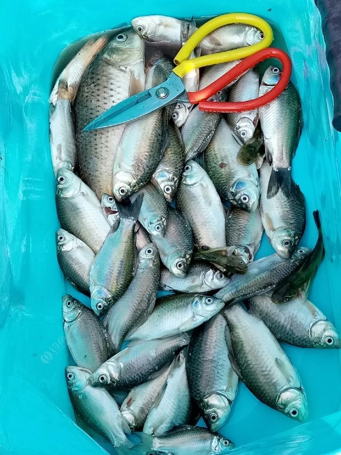 秋季野釣如何避開小雜魚_秋季釣鯽魚的技巧和方法_秋季釣鯽魚技巧規避小雜魚