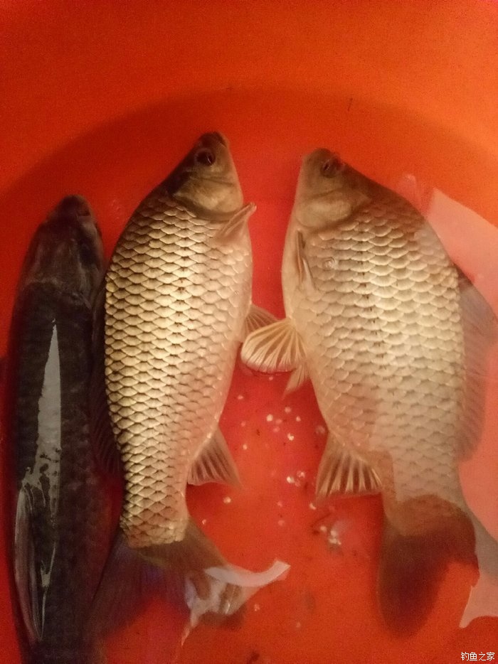 釣草魚配方絕密_釣草魚餌料配方大全野釣_釣草魚料配方大全自配